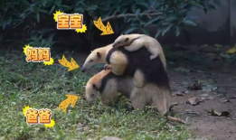 食蚁兽视频,大自然的神奇捕食者